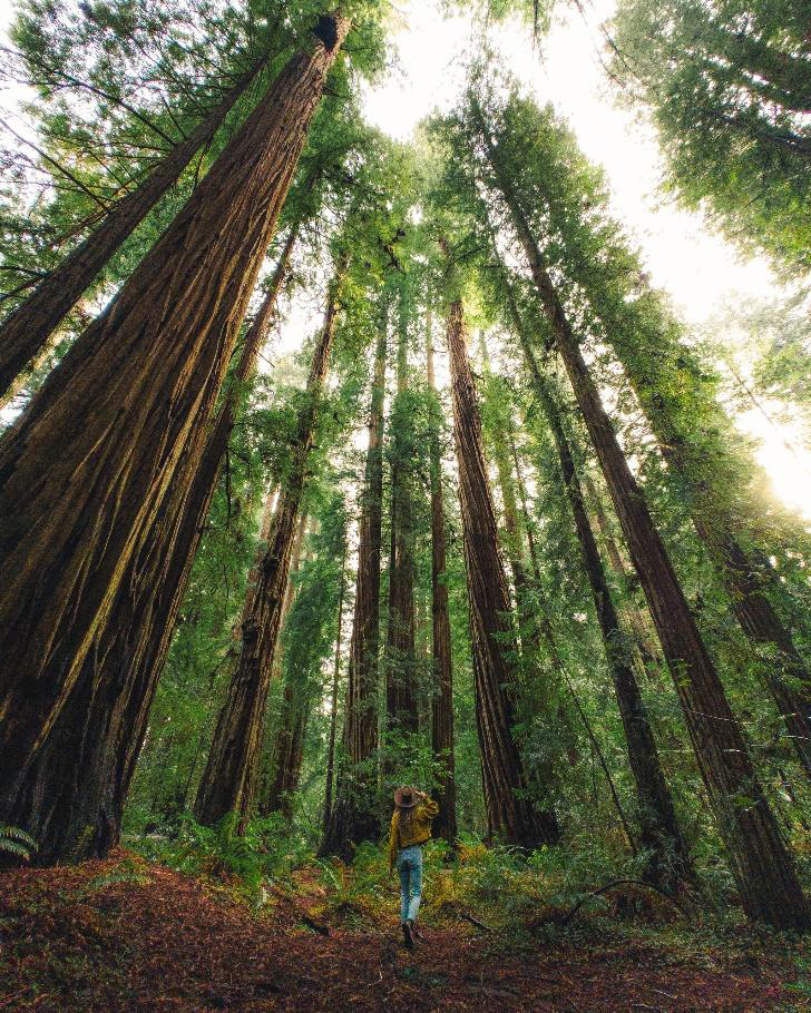 Coastal Redwoods taken by OnePlus 11 Pro Mode in RAW Plus Format